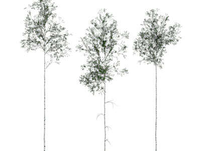 现代高耸的大树