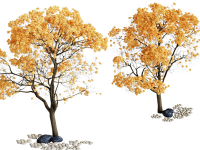 长满黄色的树叶的大树