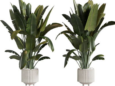 现代花盆盆栽植物