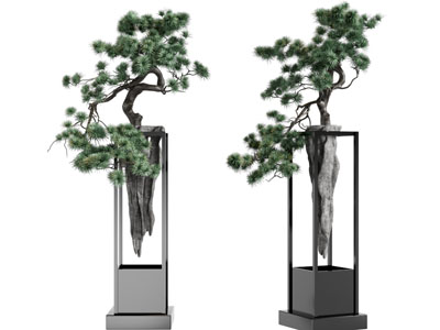 新中式松树盆景盆栽