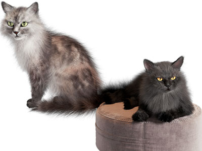 现代黑色的猫猫