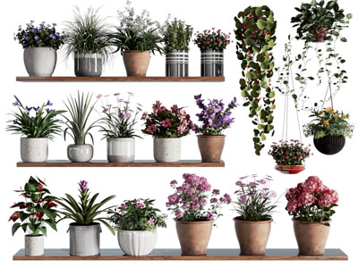 现代花盆盆栽植物