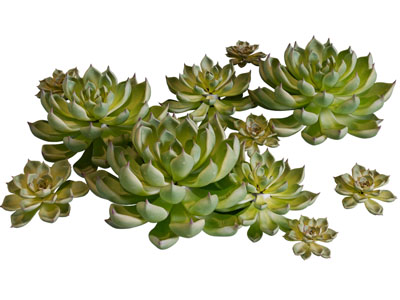 现代观赏性多肉、花草植物