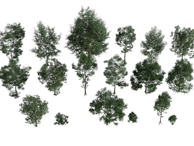 现代茂盛的树木