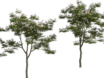 现代景观木棉树