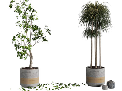 现代水泥花盆盆栽植物