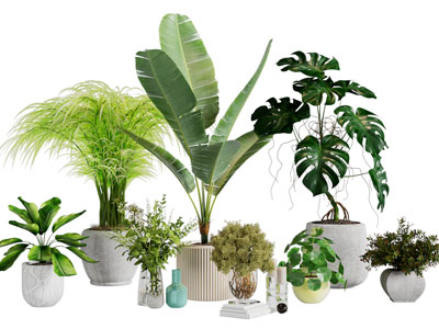 现代水泥花盆盆栽植物