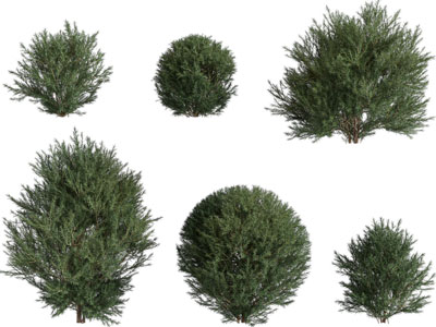 现代灌木丛植物