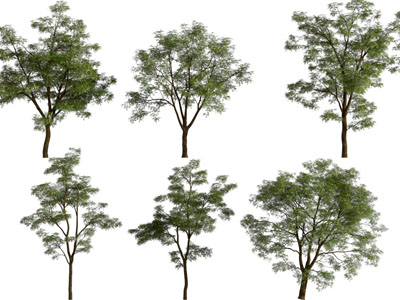 现代生长茂盛的树木