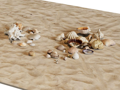 沙滩上的贝壳、海螺