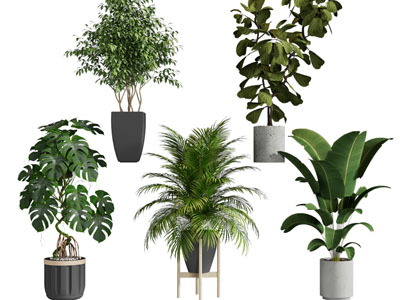 现代花盆大叶盆栽植物