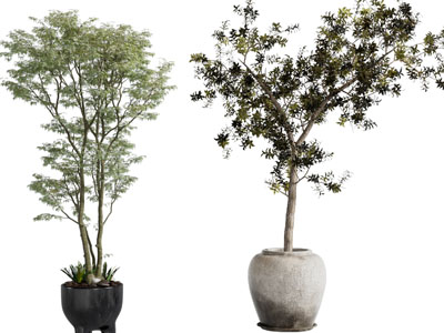 现代土陶花盆小树盆栽植物