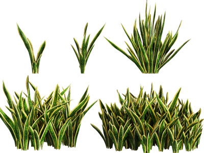 现代剑兰、虎皮兰花草植物