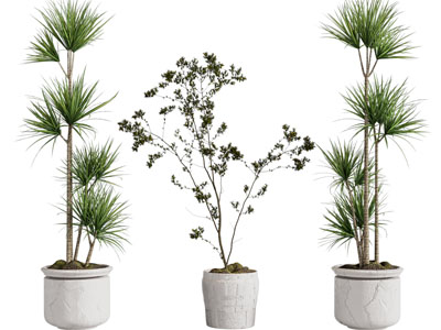 现代水泥花盆盆栽植物