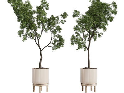 现代花盆盆栽植物