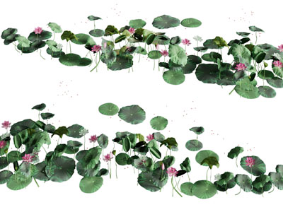 现代荷花水生植物