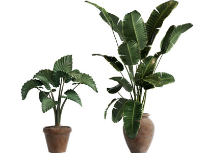 现代土陶花盆盆栽植物