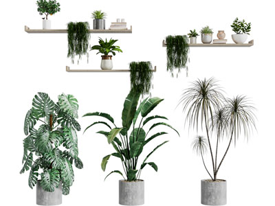 现代水泥花盆盆栽植物