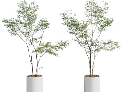 现代花盆盆栽植物