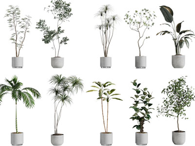 现代花盆盆栽植物