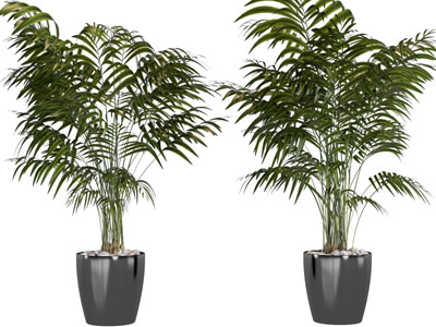 现代花盆盆栽植物