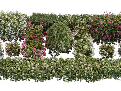 现代开满花朵的花草、灌木植物