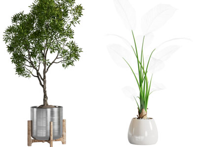 现代花盆盆栽植物