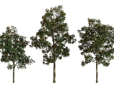 现代枝叶茂盛的大树