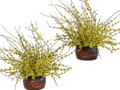 现代迎春花盆栽植物