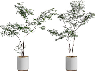 现代花盆盆栽植物