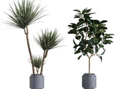 现代花盆盆栽植物