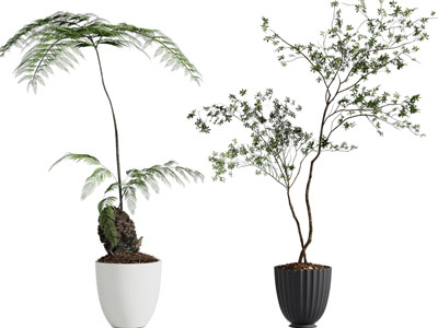 现代花盆盆栽植物