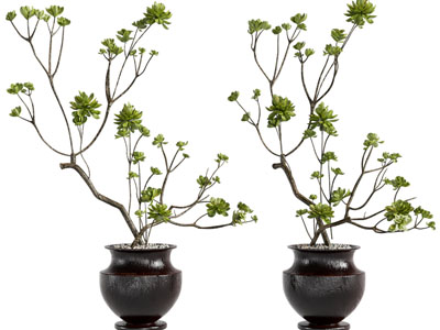 新中式黑色花盆盆栽植物
