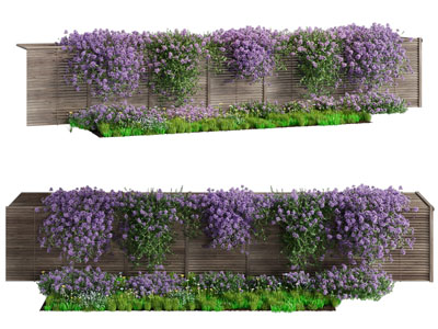 现代开着紫色花朵的藤蔓植物