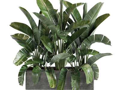 现代户外盆栽植物