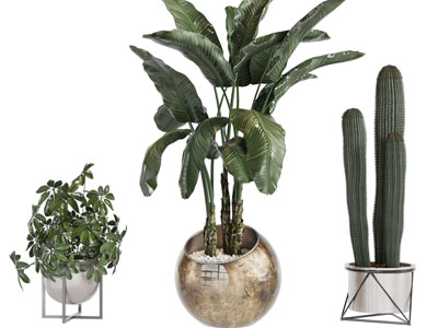 现代花盆盆栽植物