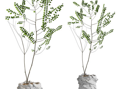 侘寂风水泥花盆盆栽植物