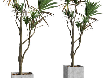 现代方形水泥花盆盆栽植物