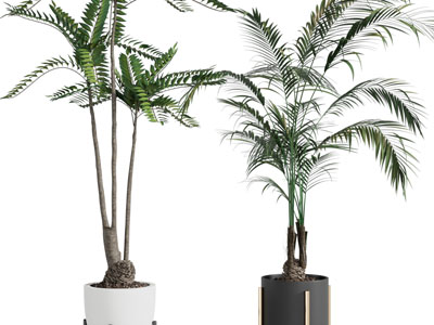 现代花盆盆栽植物