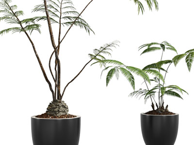 现代黑色花盆盆栽植物