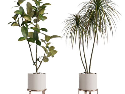 现代圆形花盆盆栽植物