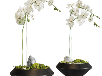 新中式蝴蝶兰盆景盆栽