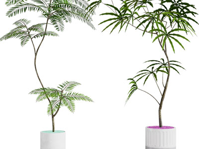 现代花盆盆栽植物