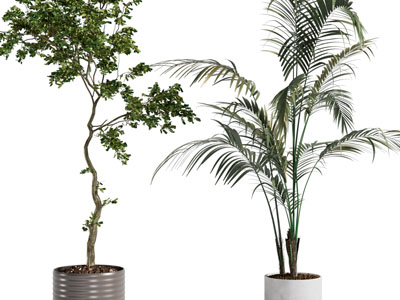 现代花盆盆栽植物