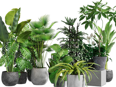 现代水泥花盆盆栽植物