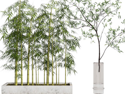 新中式花坛竹子盆栽植物