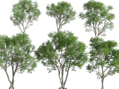 现代生长茂盛的大树