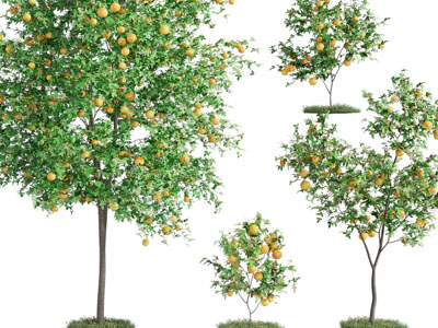 现代结满果实的橘子树