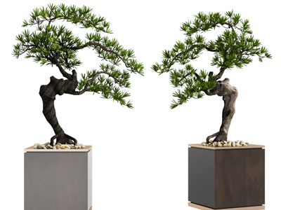 新中式松树盆景盆栽