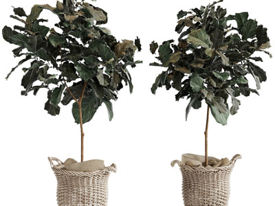 现代藤编花盆盆栽植物